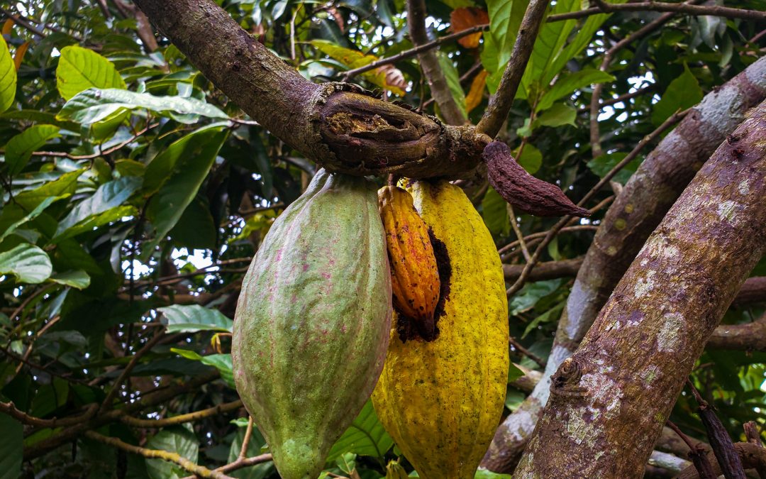 Simba Partners : Votre Allié Stratégique dans la Filière Cacao