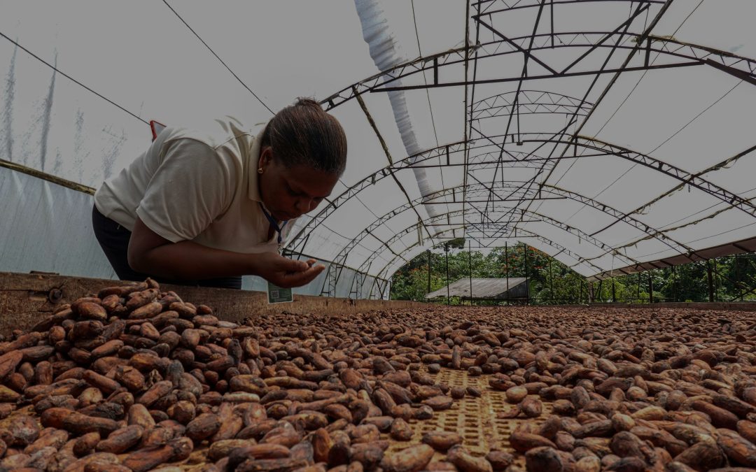 Du Champ à la Tasse : L’Art de Maîtriser la Chaîne du Cacao
